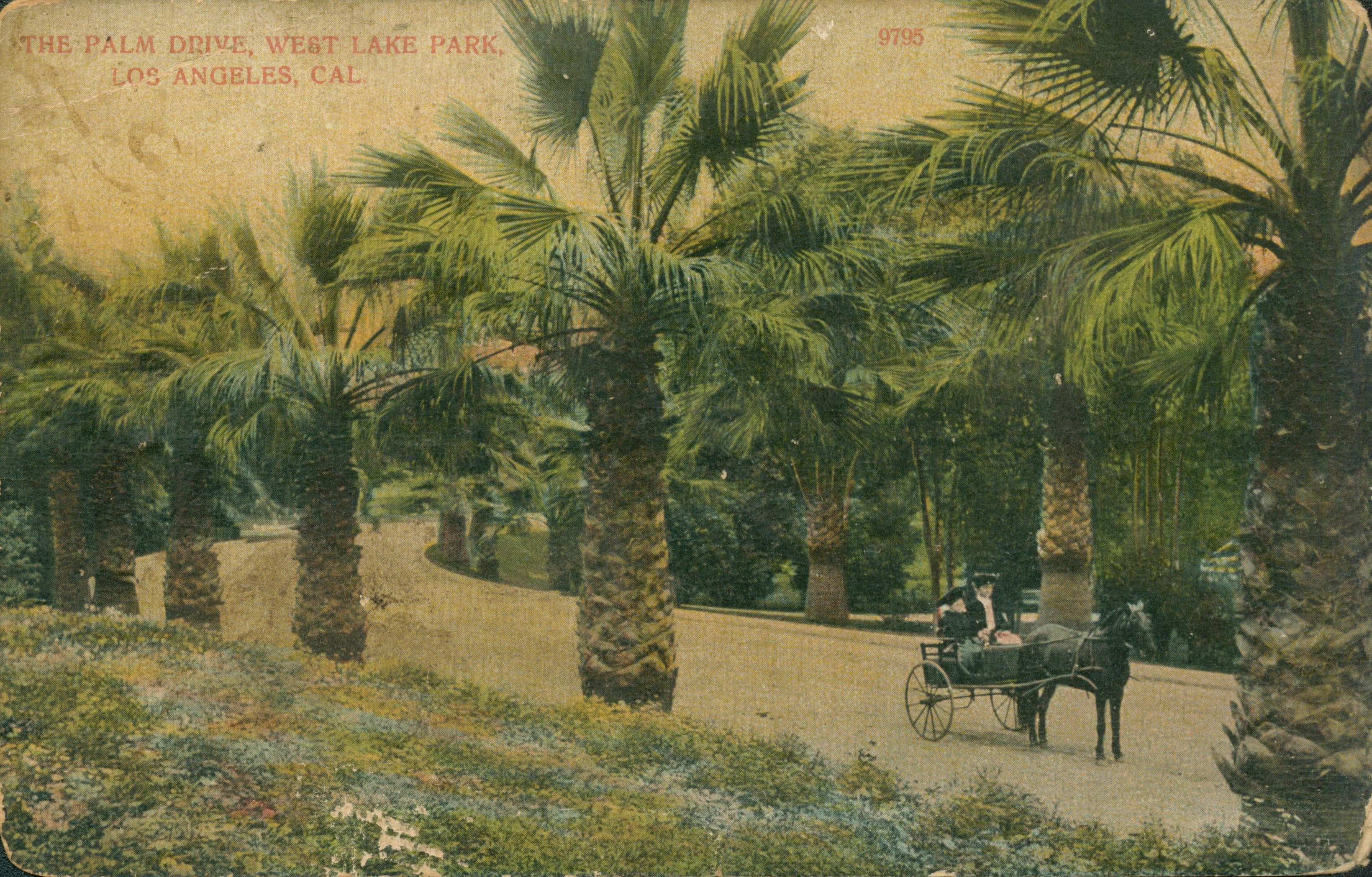 This postcard shows a woman driving a horse-drawn cart down a palm-lined street.